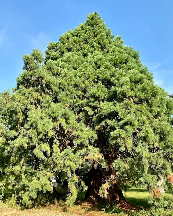 Sequoia l